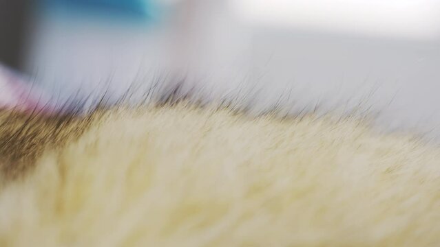 Close-up of cat fur with hairs standing on end. Sharp focus on a feline 