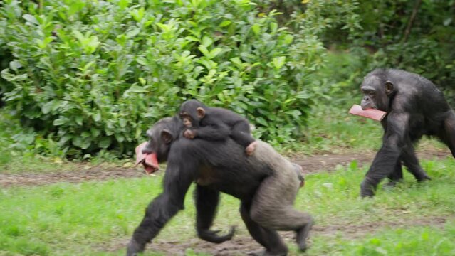 Cute Baby Western Chimpanzee being carried on family members back in the rain whilst they hold wood followed by other members of troop outside of Zoo habitat surrounded by green foliage