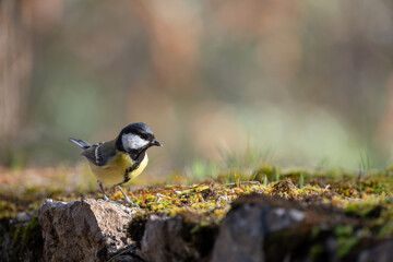 Great tit (Parus major), resting on an old stone wall covered in moss