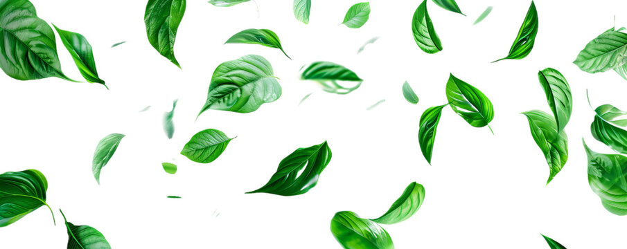 A green leaves flying.