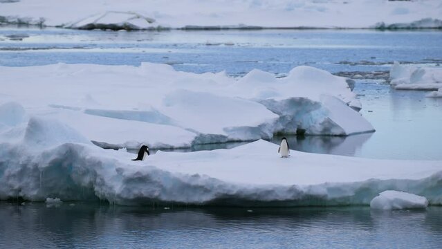 Two penguins on an ice floe in Antarctica