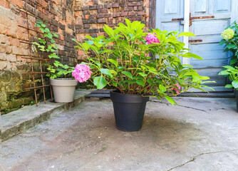 A bush of pink hydrangea tree grows in a plastic pot in a small courtyard against the background of...