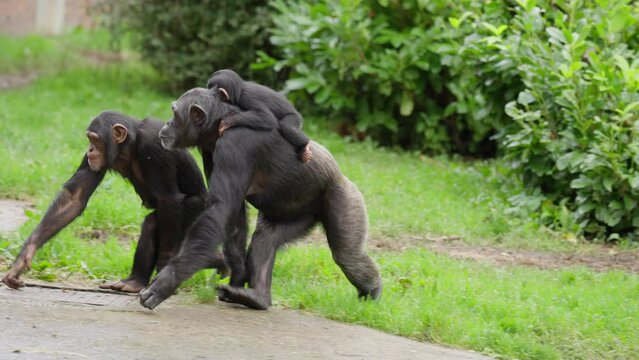 Endangered Cute Baby Western Chimpanzee being carried on family members back followed by other members of troop outside of Zoo habitat surrounded by green foliage