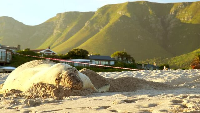 Southern Elephant Seal takes comfortable nap on sandy beach of Onrus, Overstrand