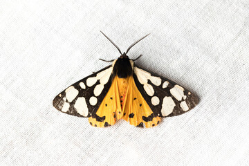 Fototapeta na wymiar Arctia villica, the cream-spot tiger, is a moth of the family Erebidae.