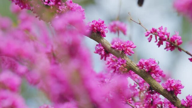 Early Spring. Cercis Siliquastrum Is Deciduous Tree. Pink Flowers On Judas Tree. Close up.