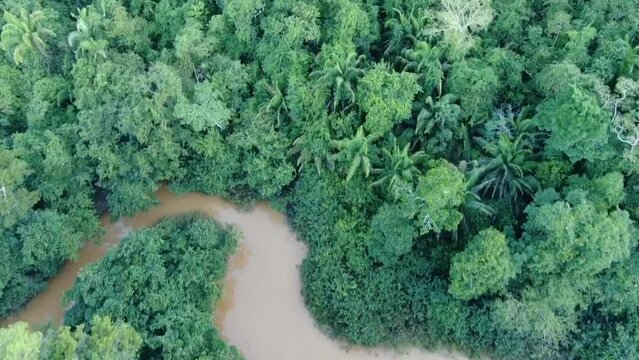 Drone aerial view in Peru in the amazon rainforest showing green tree forest all around and a river crossing on a cloudy day top view