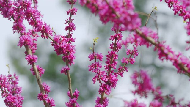 Blooming Pink Flowers Of A Judas Tree. European Tsertsis. Plant Of A Family Of Legume Tsercis Blossoms. Close up.