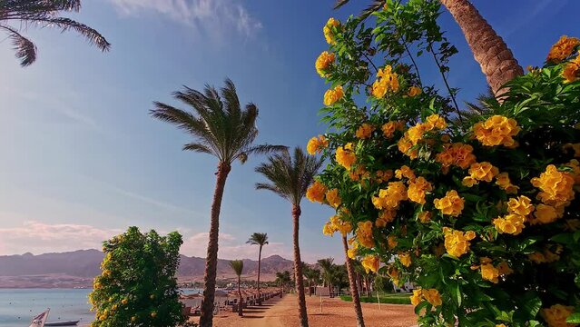 Yellow trumpetbush flower blossoming on exotic seaside walk with palms.