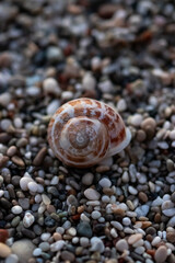 seashell on the beach