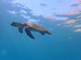 Obraz premium Costa Rica sealife
