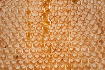 Closeup of an empty honey comb