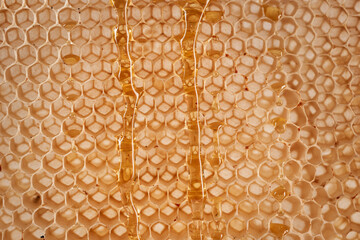 Closeup of an empty honey comb