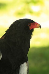 aguila imperial