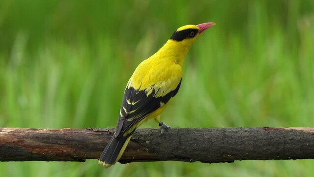 Male black-naped oriole, oriolus chinensis with golden yellow plumage, perching on a horizontal wood log, curiously wondering around its surroundings, scratching its head with its feet, close up shot.