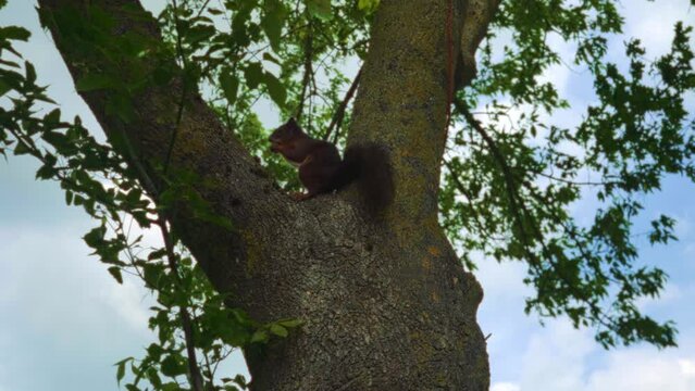 Cute brown squirrel sitting eating nut in green tree climbing and jumping up