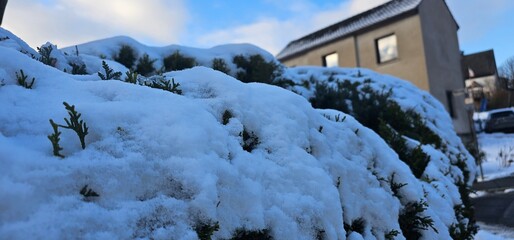 Fototapeta premium snow on hegde.