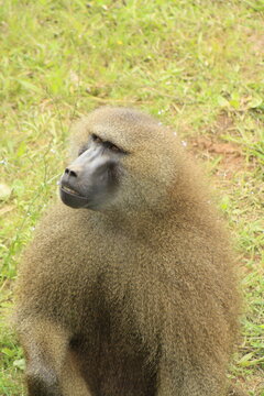 mandril vigilando atentamente