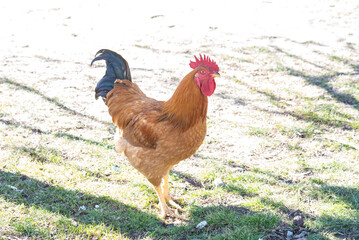 rooster on the farm,chicken on the farm,chicken - 744228577
