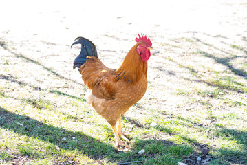 rooster on the farm,chicken on the farm,chicken - 744228579
