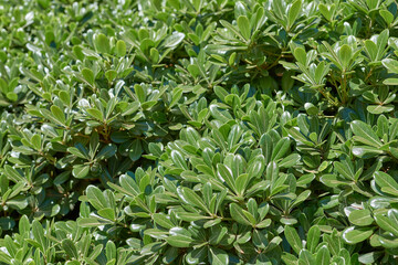 Smooth Green Leaf Texture: Natural Rounded Foliage Patterns