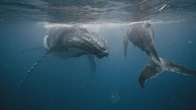 Humpback whale head meets tail fluke of young calf at ocean surface in surreal moment of beauty