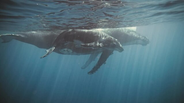 Huge Humpback whale teaches young calf how to navigate in deep blue ocean