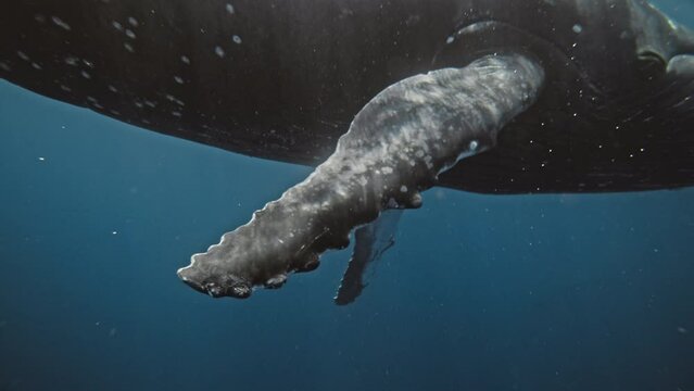 Low sideview follows pectoral fin with light dancing across Humpback whale