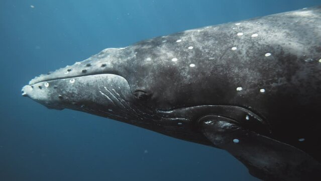 Humpback whale eyes gaze and mouth line closed, clear underwater closeup as it spins to show underside ridges