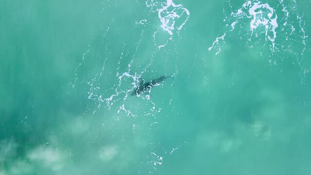 Great white shark swims behind tendrils of white wash and sand picked up from crashing waves near shore