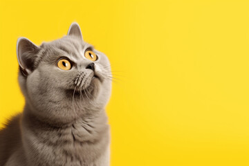 Cute banner with a british shorthair cat looking up on solid soft yellow background, space for text - obrazy, fototapety, plakaty