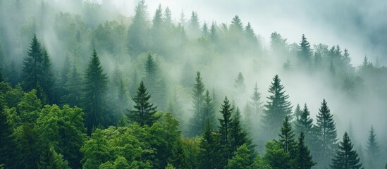 A photograph capturing the captivating forest detail of Bohemian Sumava National Park in the Czech Republic, as the trees become shrouded in fog on a misty morning. - obrazy, fototapety, plakaty