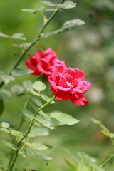 red rose in garden