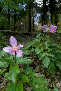 Peonia (Paeonia mascula). Foresta Su Tassu, Sa Fraigada, Su Labiolaiu. Bultei. Sardegna. Italia. Italy *** Local Caption *** Goceano