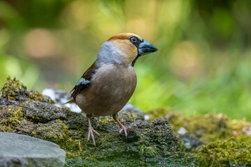 Fototapeta premium Closeup of a small Hawfinch perched atop a moss-covered rock in a lush green