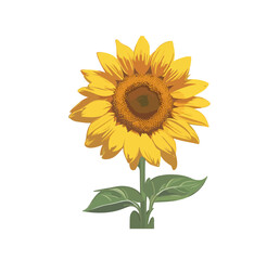 Vector of a yellow sunflower on a white background
