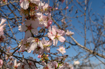 almond blossoms in February in Cyprus 2