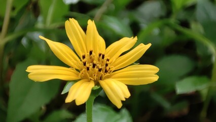a close up image of a bright yellow flower in bloom