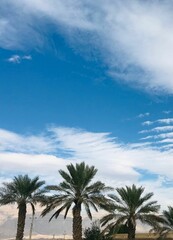 Fototapeta na wymiar Tall palm trees stand against a bright blue sky background