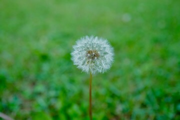 Close-up shot of a fluffy dandelion flower in a lush field