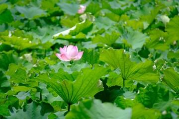 Closeup of blooming pink Lotus in lake