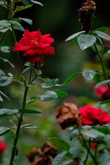 Obraz premium Closeup of blooming red rose