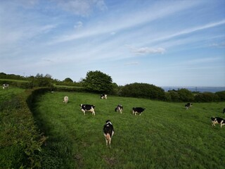 Several cows grazing on a lush green field.