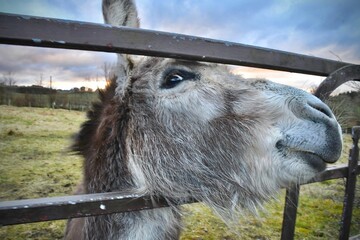 Adorable donkey looking through a metallic fence, with an inquisitive facial expression.