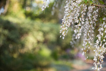 Wisteria