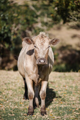 Cow on Farm