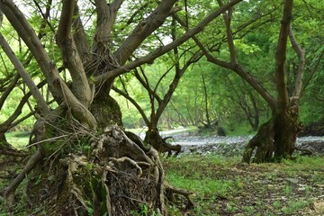 Fototapeta premium Lush, green forest with tall trees, their roots visible and moss covering the ground.