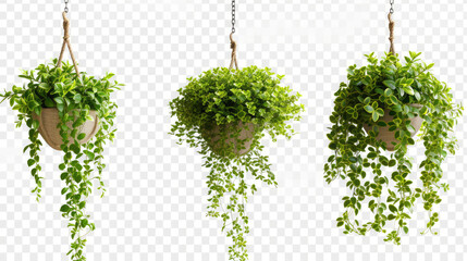 Plant Hangers on Transparent PNG, 8K White Background - obrazy, fototapety, plakaty