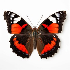 Naklejka premium Close-up of a brightly-colored Admiral (Vanessa atalanta) butterfly with hues of orange