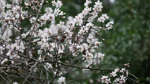 Flowers on almond tree. Blooming almond. Crown of the tree sways during strong winds and rain. Prunus dulcis shrub or small tree from subgenus Almond (Amygdalus). Rovinj, Croatia - February 23, 2024